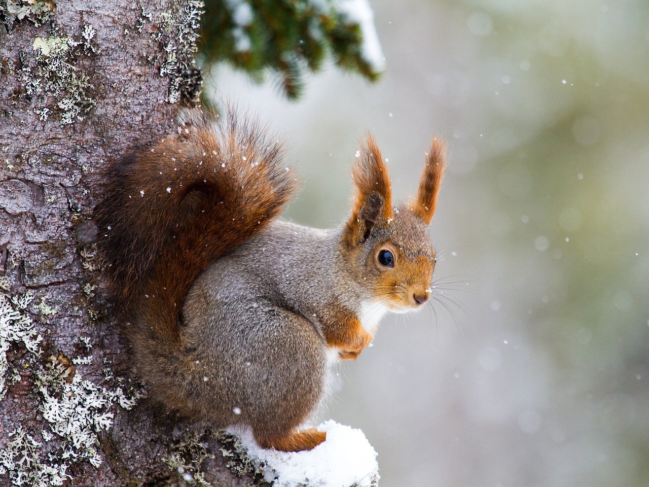 Обои снег, дерево, белка, хвост, белочка, грызун, snow, tree, protein, tail, squirrel, rodent разрешение 5184x3456 Загрузить