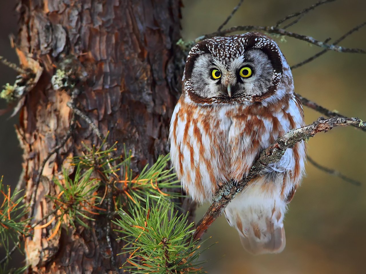 Обои сова, ветка, сидит, птица, ель, на, зеленоглазая, owl, branch, sitting, bird, spruce, on, green-eyed разрешение 2048x1365 Загрузить