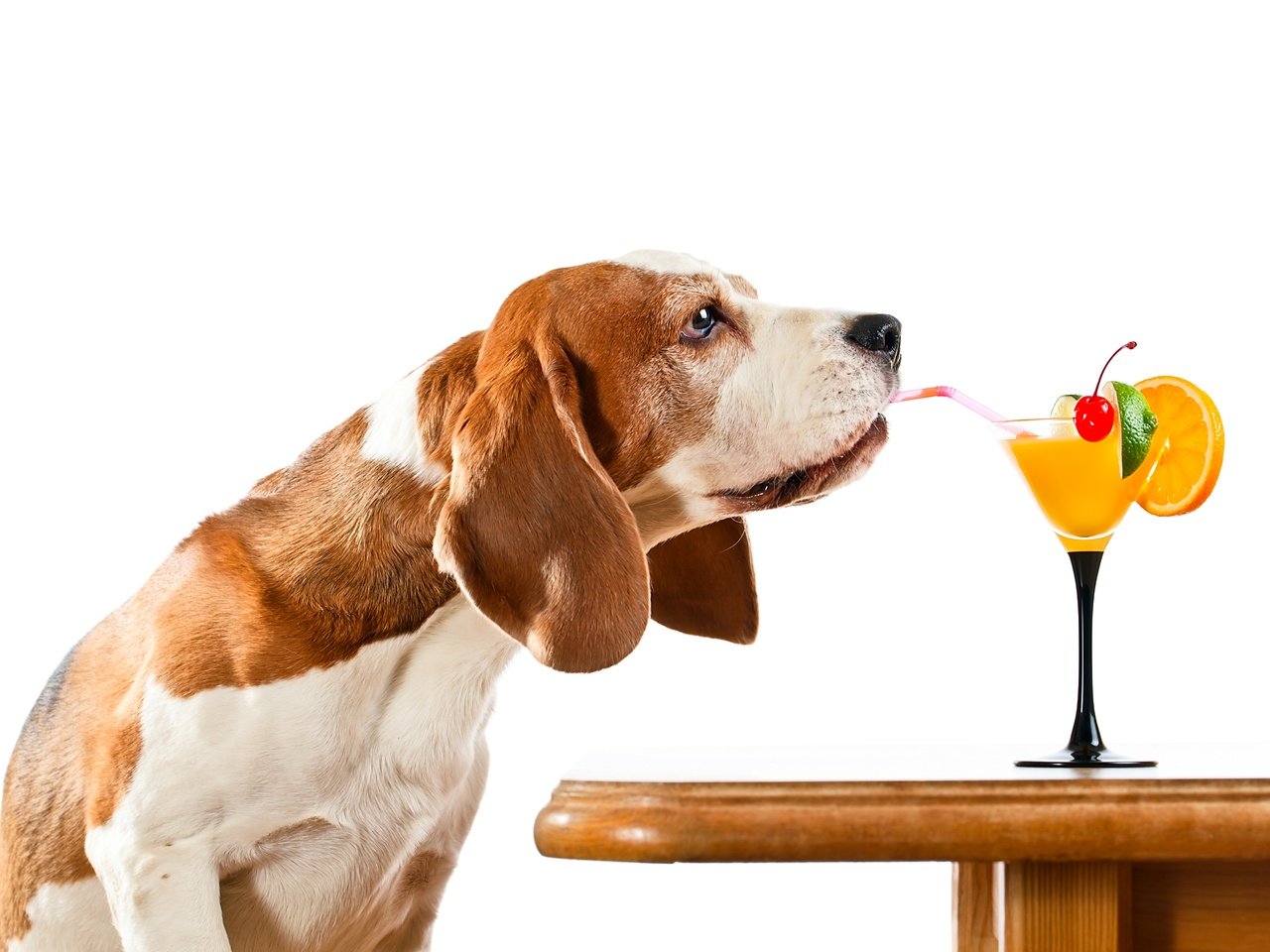 Обои стол, собака, юмор, белый фон, коктейль, трубочка, бигль, table, dog, humor, white background, cocktail, tube, beagle разрешение 5616x3744 Загрузить