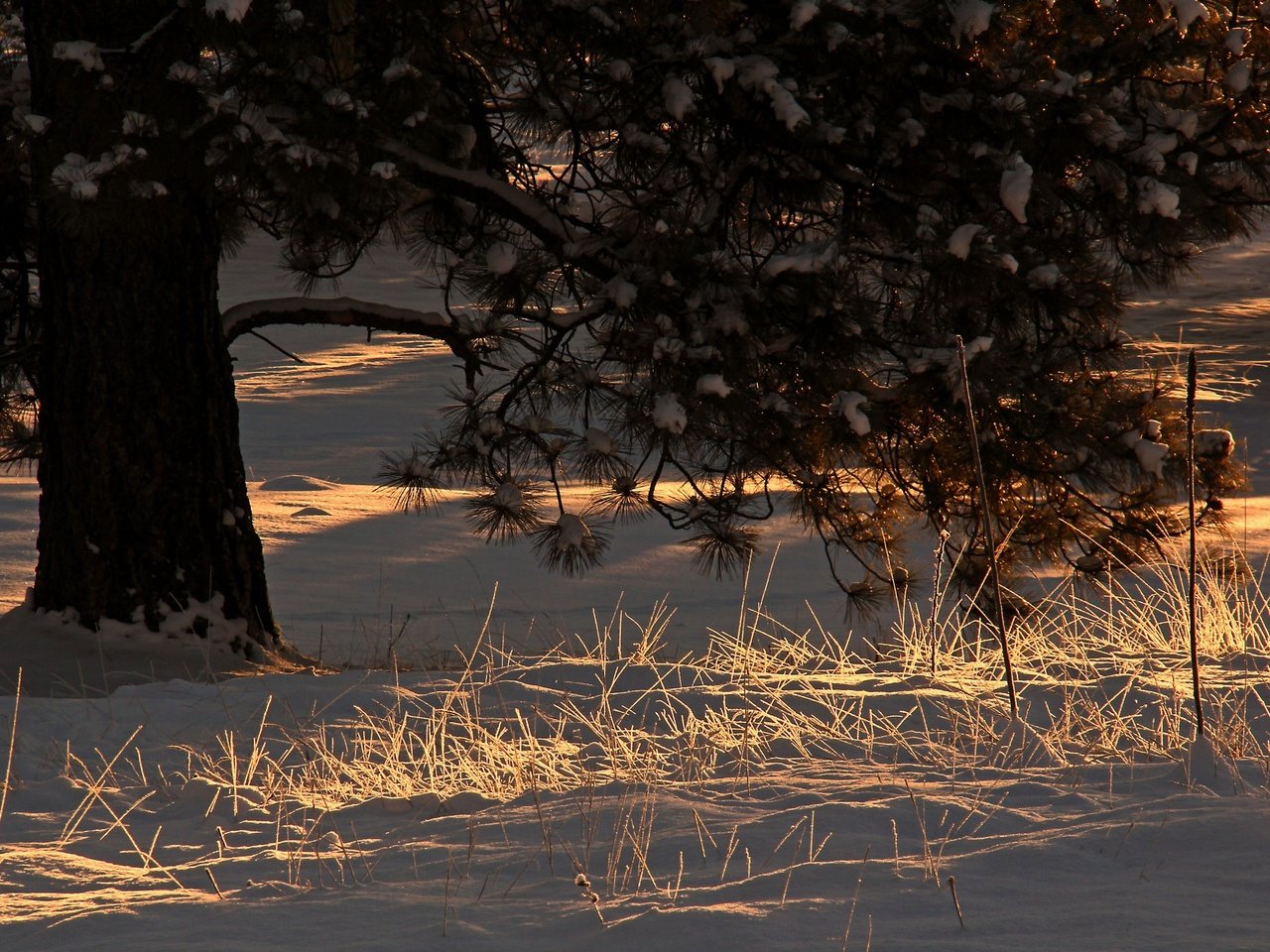 Обои свет, снег, дерево, хвоя, зима, утро, ветки, сосна, light, snow, tree, needles, winter, morning, branches, pine разрешение 2048x1365 Загрузить