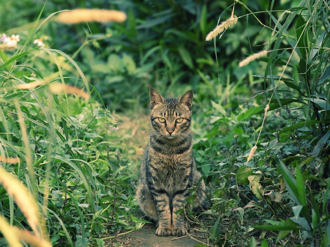 Обои глаза, трава, фон, кот, усы, кошка, взгляд, eyes, grass, background, cat, mustache, look разрешение 2048x1365 Загрузить