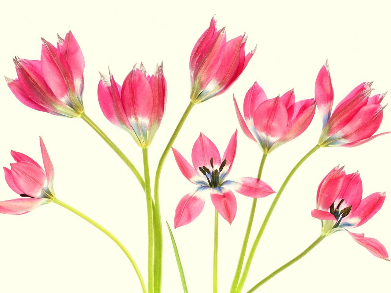 Обои цветы, фон, лепестки, тюльпаны, стебли, flowers, background, petals, tulips, stems разрешение 2048x1365 Загрузить