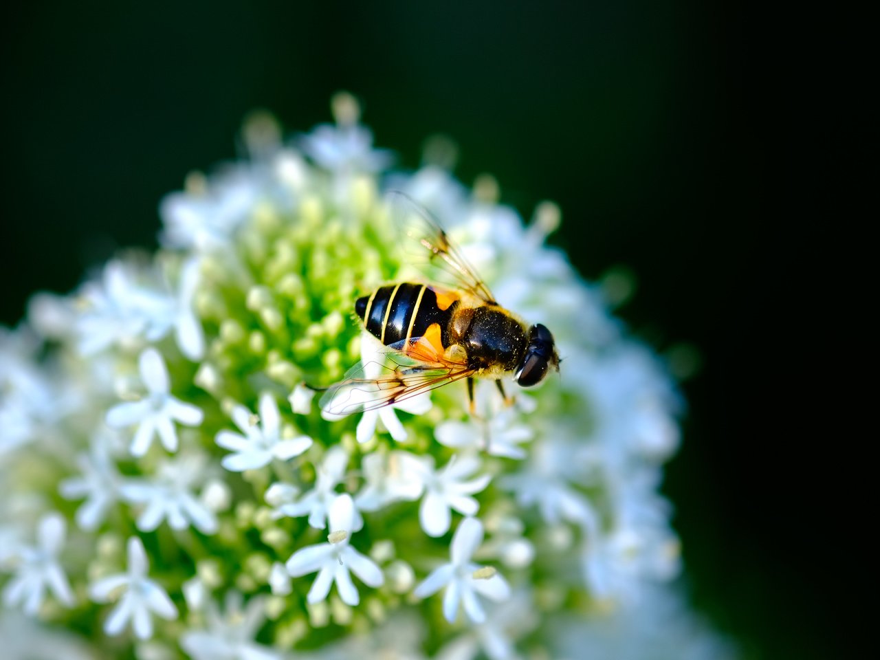 Обои насекомое, цветок, черный фон, муха, журчалка, jazzmatica, insect, flower, black background, fly, gorzalka разрешение 4896x2760 Загрузить