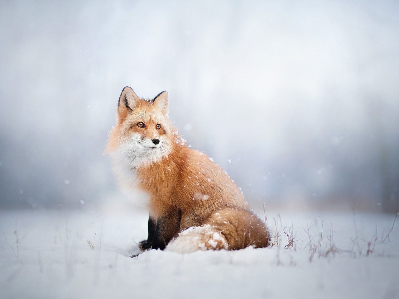 Обои снег, зима, лиса, лисица, животное, snow, winter, fox, animal разрешение 1920x1200 Загрузить