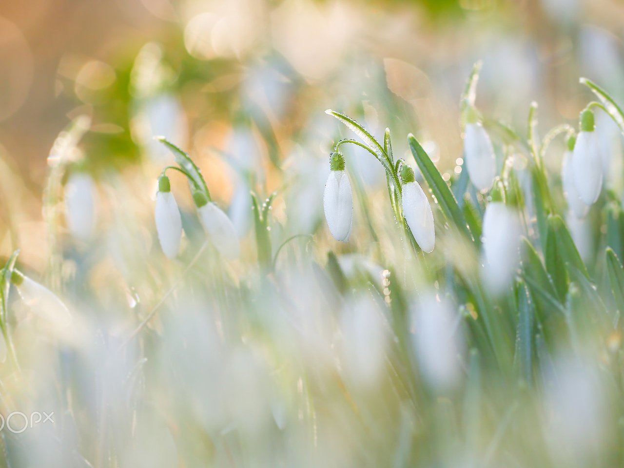 Обои цветы, утро, роса, размытость, весна, подснежники, боке, flowers, morning, rosa, blur, spring, snowdrops, bokeh разрешение 1920x1200 Загрузить