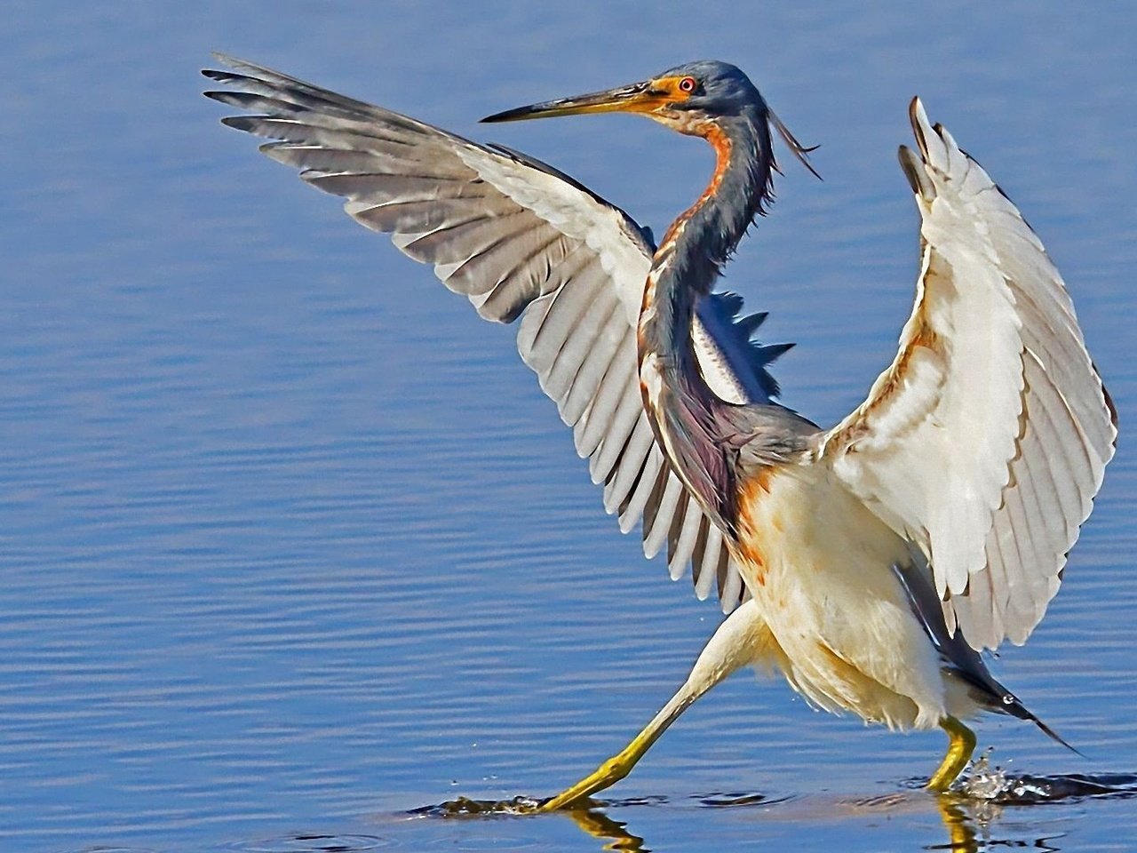 Обои вода, крылья, птица, клюв, цапля, water, wings, bird, beak, heron разрешение 1920x1080 Загрузить