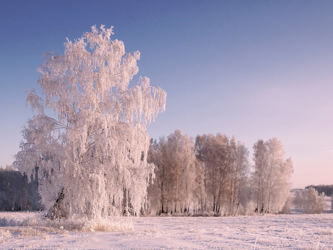 Обои деревья, снег, природа, зима, пейзаж, иней, trees, snow, nature, winter, landscape, frost разрешение 2880x1800 Загрузить
