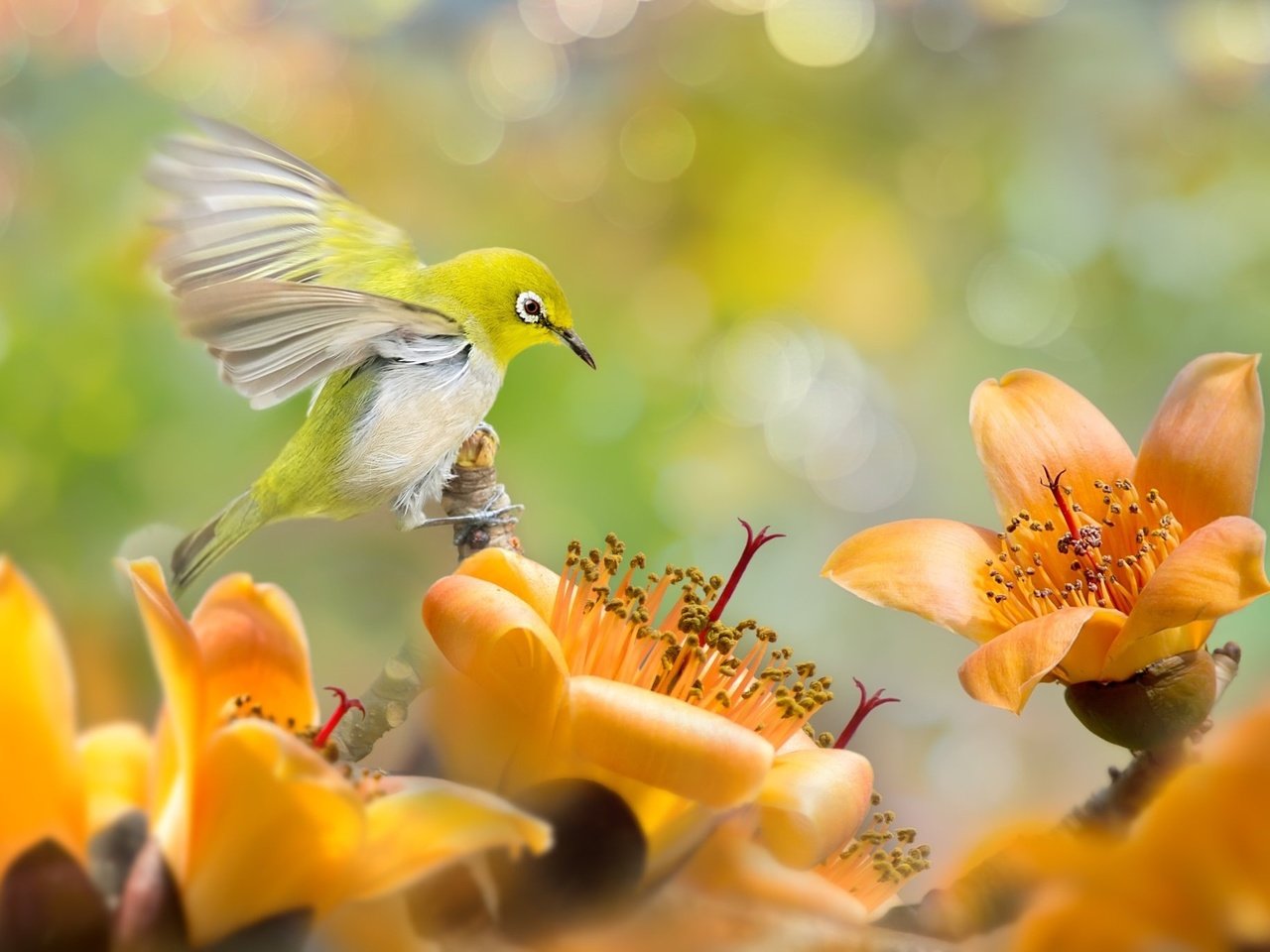 Обои цветы, природа, птица, тропики, белоглазка, silvereye, flowers, nature, bird, tropics, white-eyed разрешение 2048x1365 Загрузить