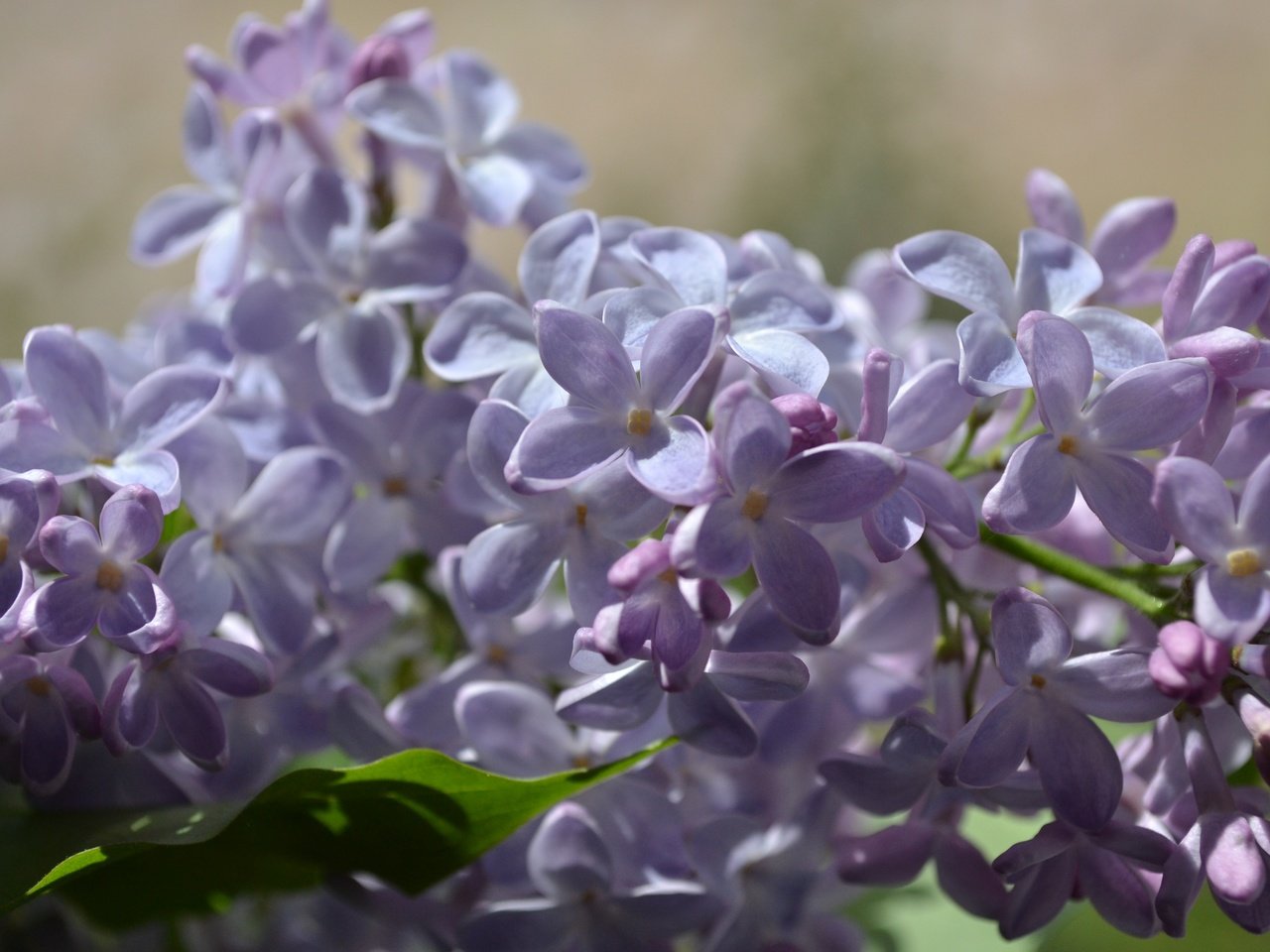 Обои цветы, цветение, весна, соцветия, сирень, flowers, flowering, spring, inflorescence, lilac разрешение 3456x2304 Загрузить