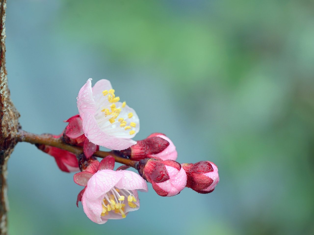 Обои цветы, цветение, бутоны, цветок, весна, ствол, flowers, flowering, buds, flower, spring, trunk разрешение 2048x1347 Загрузить