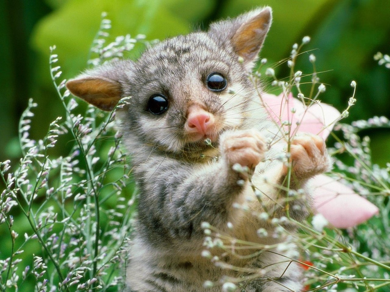 Обои природа, растение, опоссум, детеныш, грызун, nature, plant, possum, cub, rodent разрешение 1920x1200 Загрузить