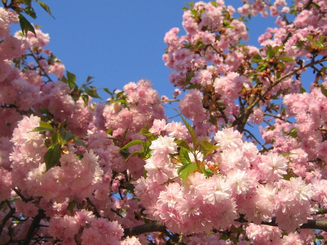 Обои небо, ветка, цветение, листья, весна, сакура, the sky, branch, flowering, leaves, spring, sakura разрешение 1920x1180 Загрузить