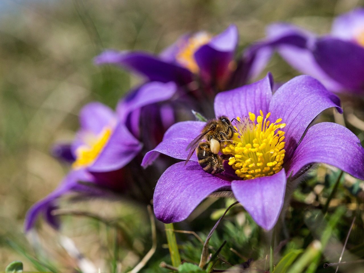 Обои цветы, природа, насекомое, весна, пчела, анемоны, сон-трава, прострел, flowers, nature, insect, spring, bee, anemones, sleep-grass, cross разрешение 2880x1920 Загрузить