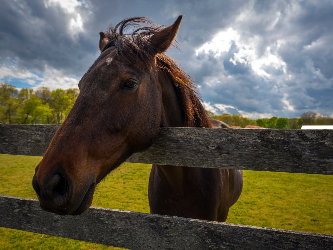 Обои небо, лошадь, трава, облака, природа, забор, конь, the sky, horse, grass, clouds, nature, the fence разрешение 5914x3943 Загрузить
