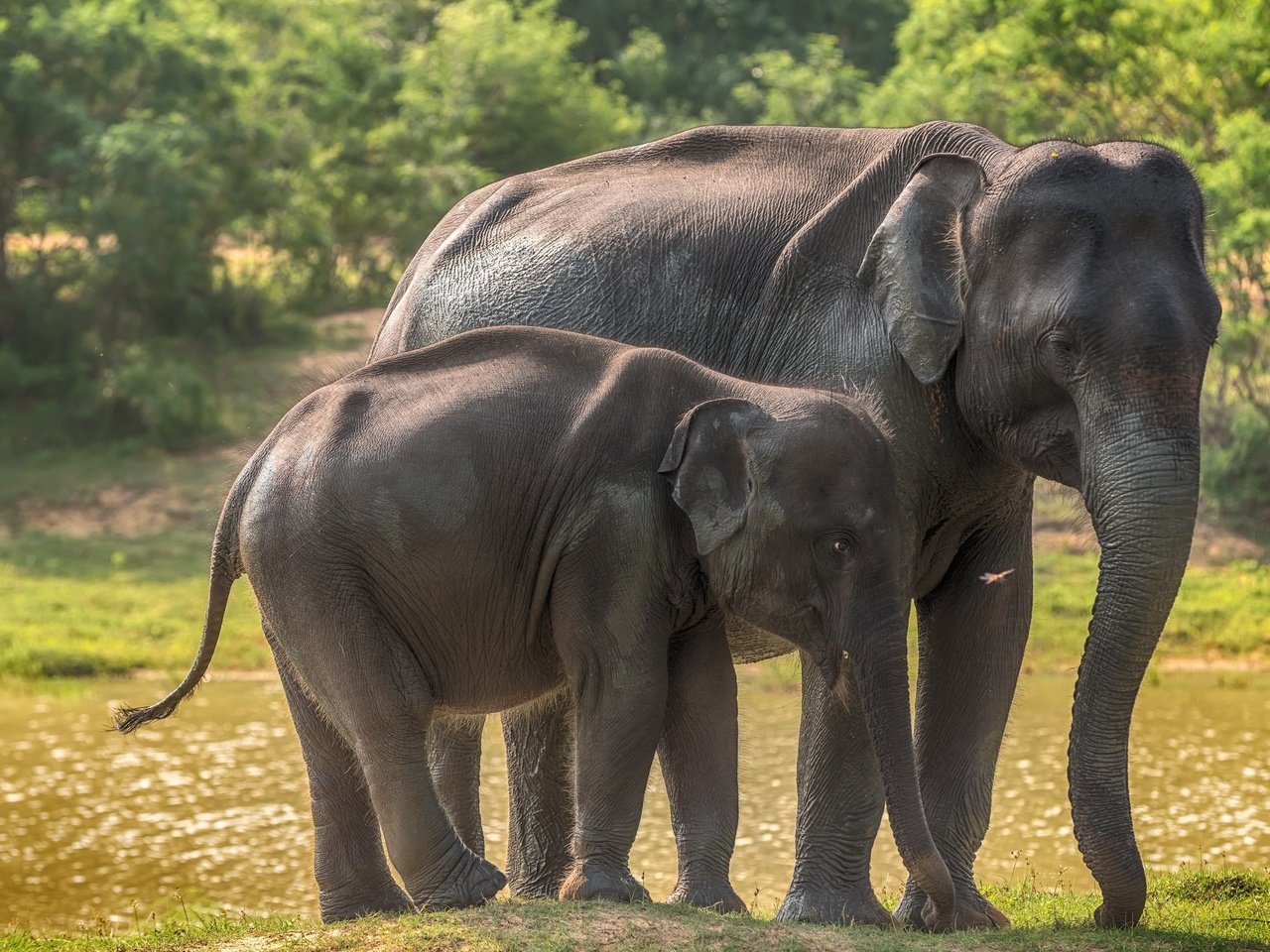 Обои слоны, дикая природа, слоненок, шри-ланка, elephants, wildlife, elephant, sri lanka разрешение 2560x1600 Загрузить