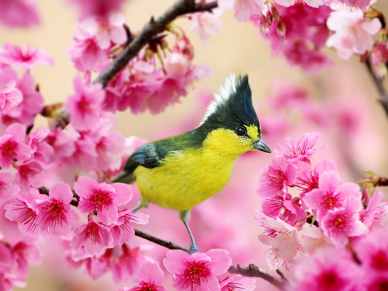 Обои ветка, цветение, птица, весна, вишня, синица, хохлатая синица, branch, flowering, bird, spring, cherry, tit, crested tit разрешение 2048x1365 Загрузить