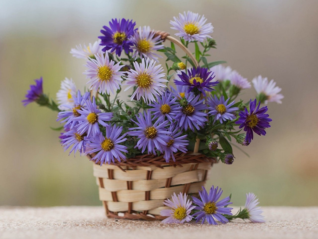 Обои цветы, корзина, белые, синие, астры, астра альпийская, flowers, basket, white, blue, asters, alpine aster разрешение 1920x1200 Загрузить