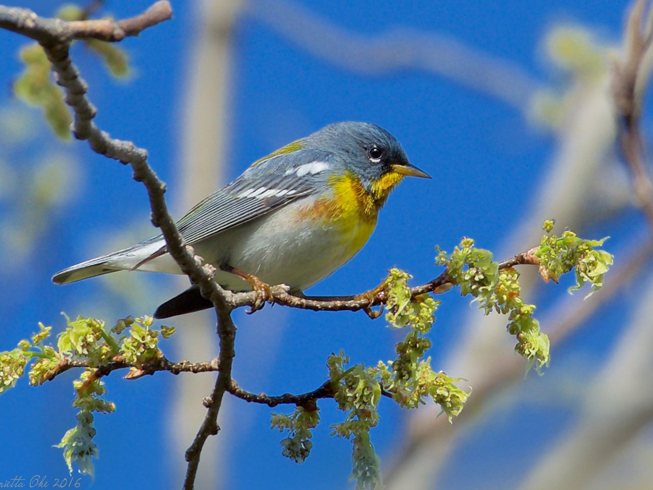 Обои ветка, птица, henrietta oke, белоглазая парула, northern parula., branch, bird, ferruginous of parul разрешение 1920x1200 Загрузить