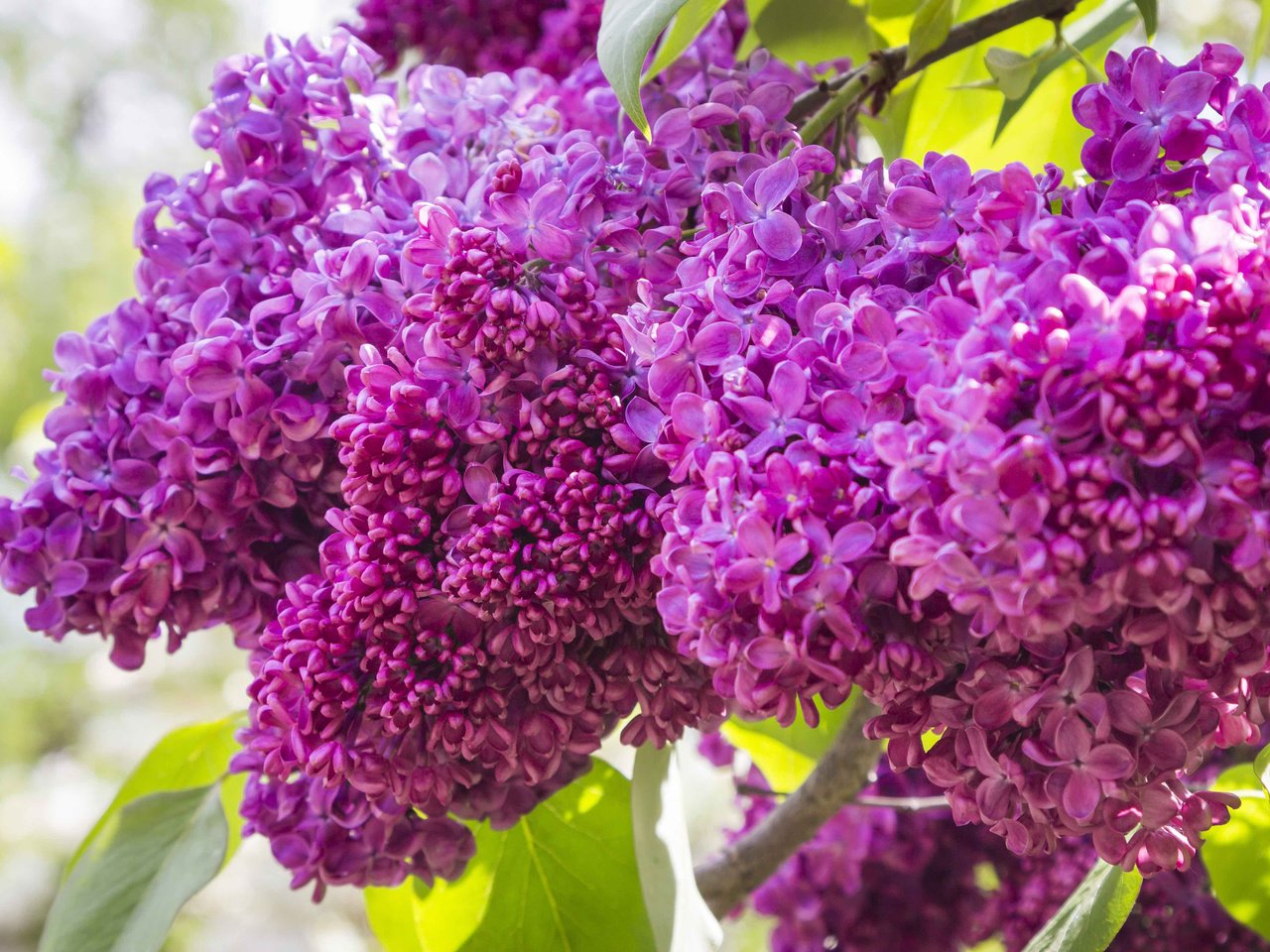 Обои цветы, цветение, весна, сирень, flowers, flowering, spring, lilac разрешение 3840x2400 Загрузить