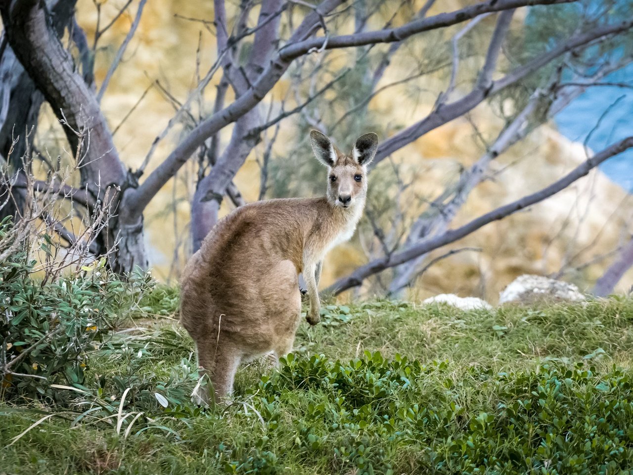 Обои трава, дерево, животное, австралия, кенгуру, grass, tree, animal, australia, kangaroo разрешение 3840x2400 Загрузить