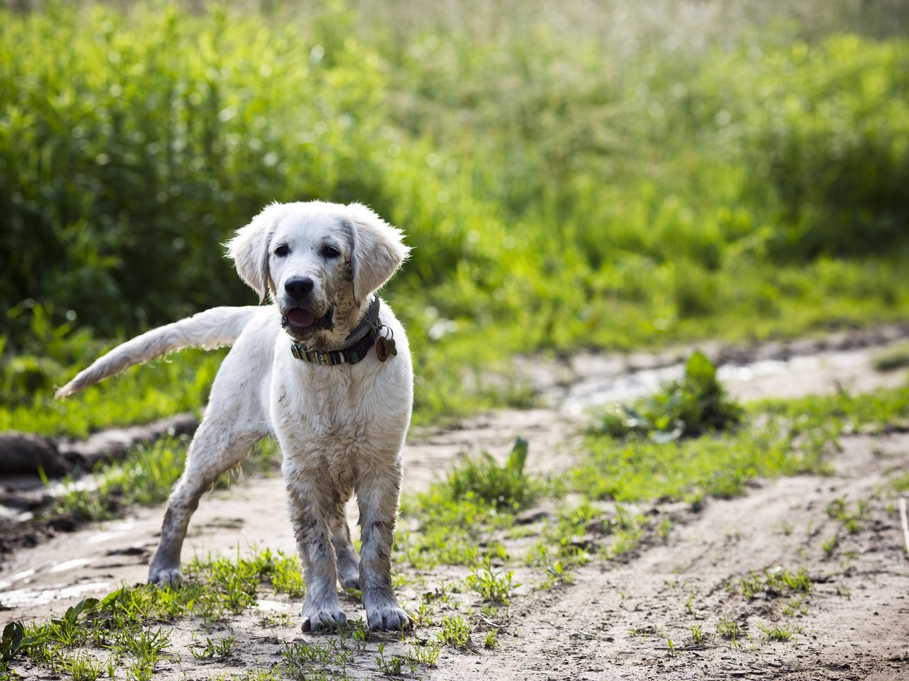 Обои собака, щенок, ошейник, лабрадор, dog, puppy, collar, labrador разрешение 3840x2400 Загрузить