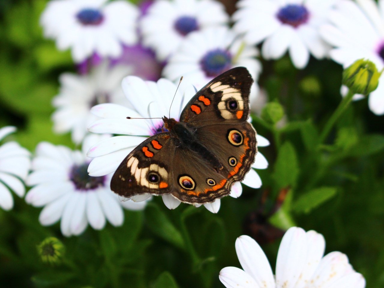 Обои цветы, макро, насекомое, бабочка, крылья, flowers, macro, insect, butterfly, wings разрешение 5184x3456 Загрузить