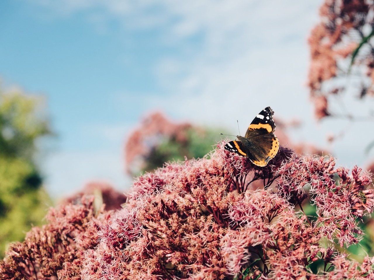 Обои цветы, макро, насекомое, бабочка, крылья, flowers, macro, insect, butterfly, wings разрешение 3264x2176 Загрузить