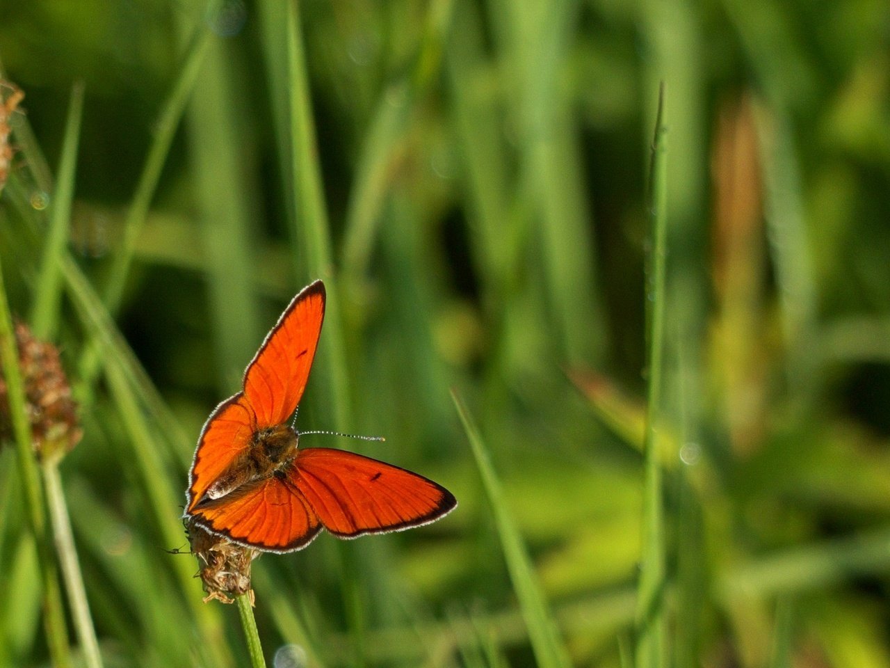 Обои трава, макро, насекомое, бабочка, крылья, grass, macro, insect, butterfly, wings разрешение 2084x1325 Загрузить