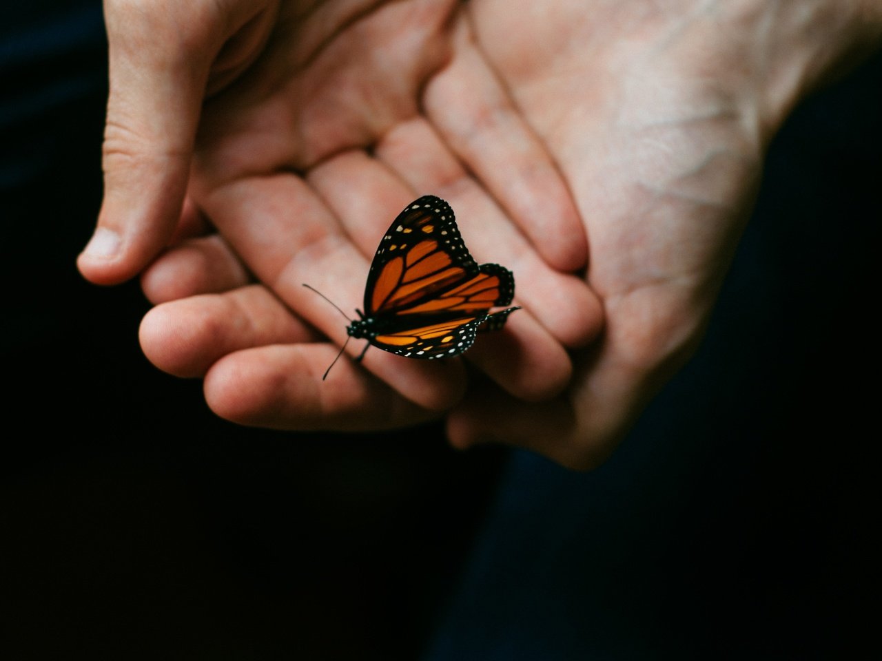 Обои макро, насекомое, бабочка, крылья, черный фон, руки, macro, insect, butterfly, wings, black background, hands разрешение 4288x2848 Загрузить