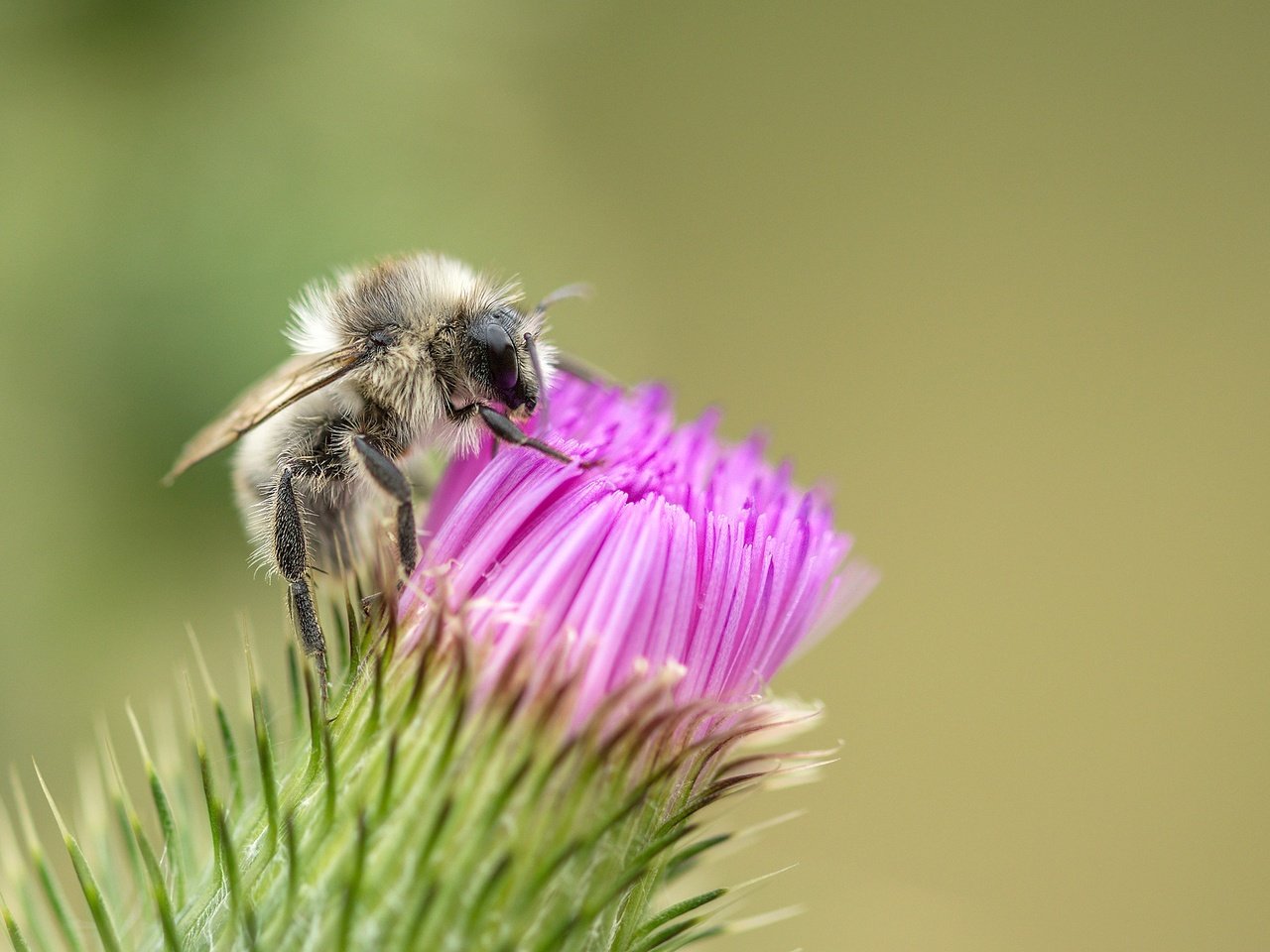 Обои макро, насекомое, цветок, пчела, чертополох, macro, insect, flower, bee, thistle разрешение 1920x1748 Загрузить