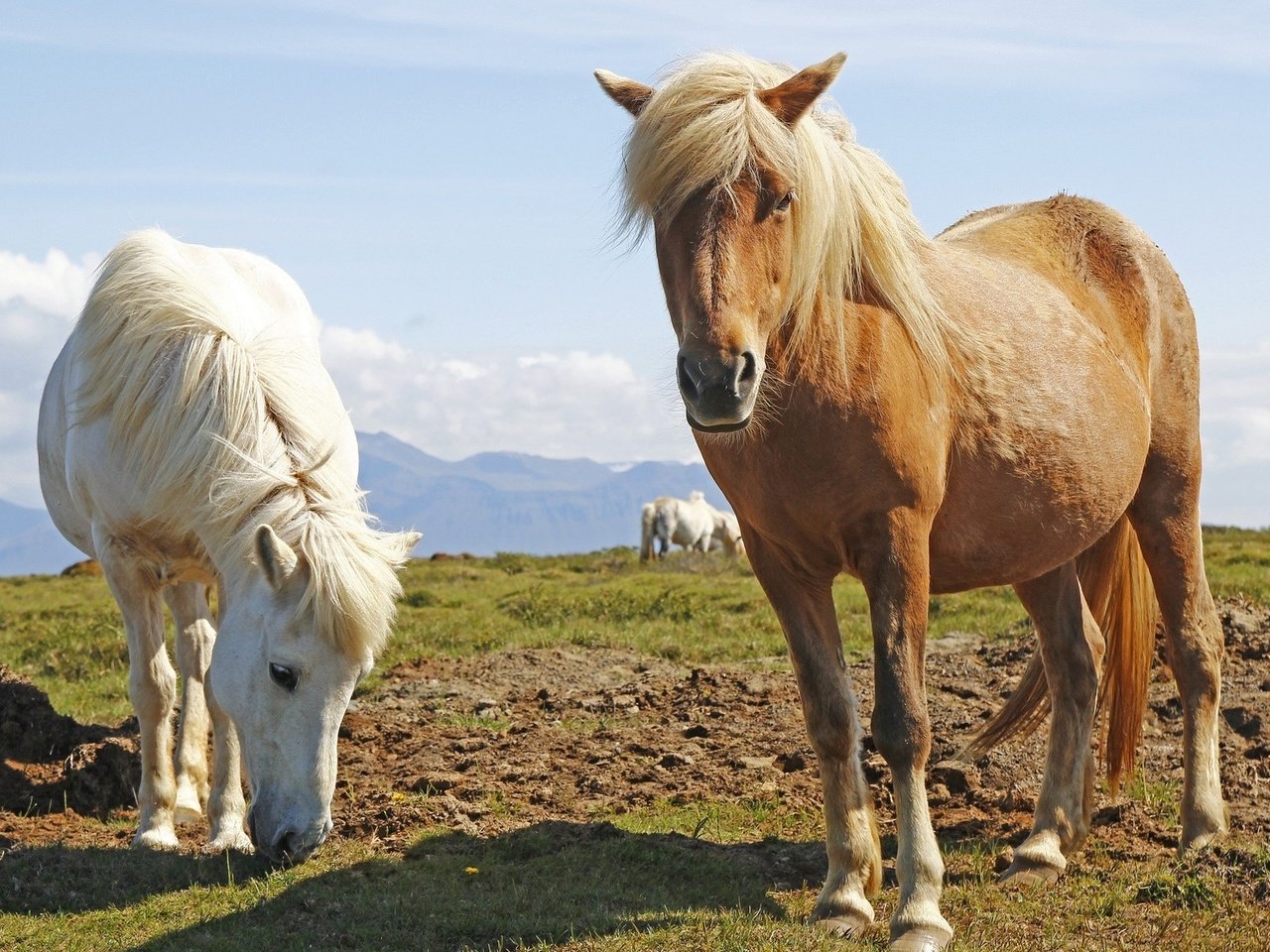 Обои трава, животные, лошади, кони, пастбище, grass, animals, horse, horses, pasture разрешение 1920x1200 Загрузить
