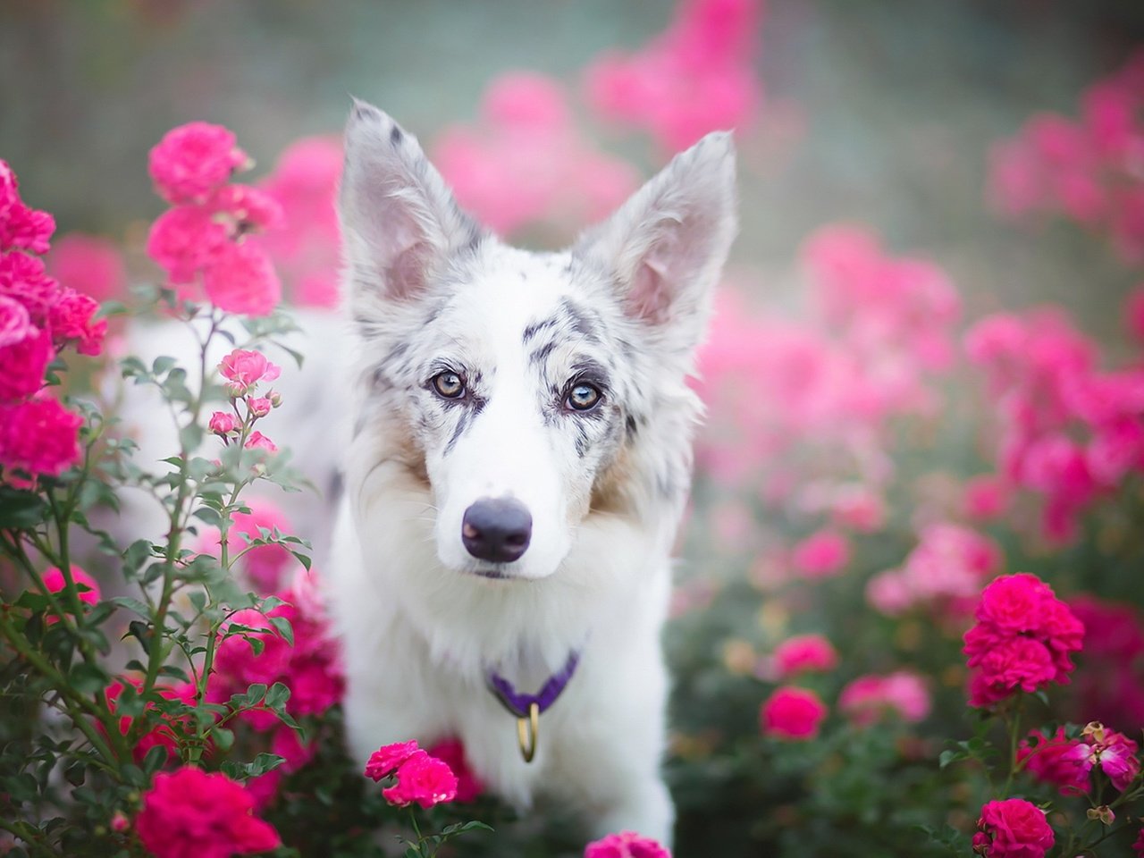 Обои глаза, цветы, взгляд, собака, ошейник, julia poker, eyes, flowers, look, dog, collar разрешение 1920x1280 Загрузить