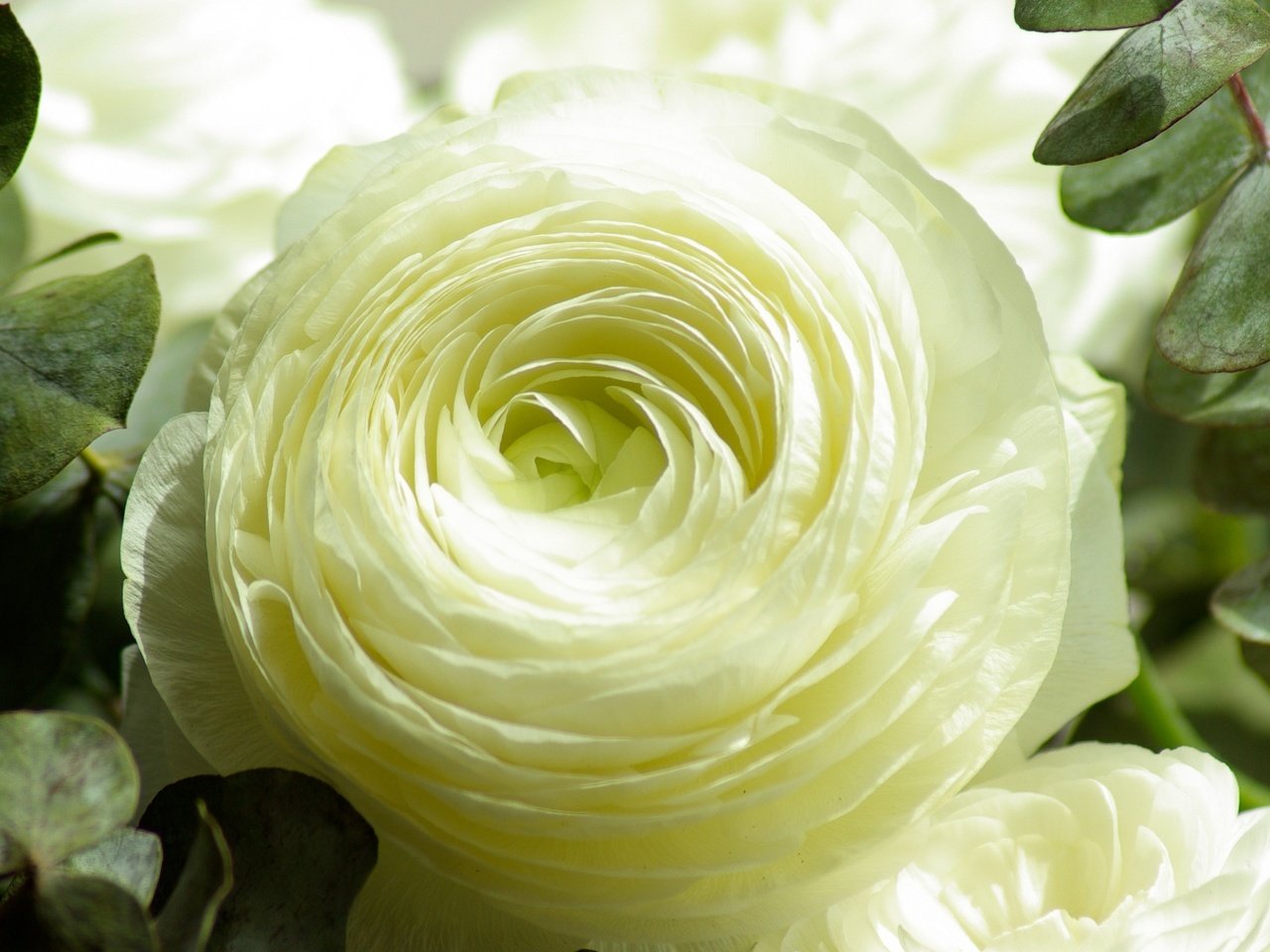 Обои цветок, лепестки, бутон, ранункулюс, лютик, flower, petals, bud, ranunculus, buttercup разрешение 3840x2160 Загрузить