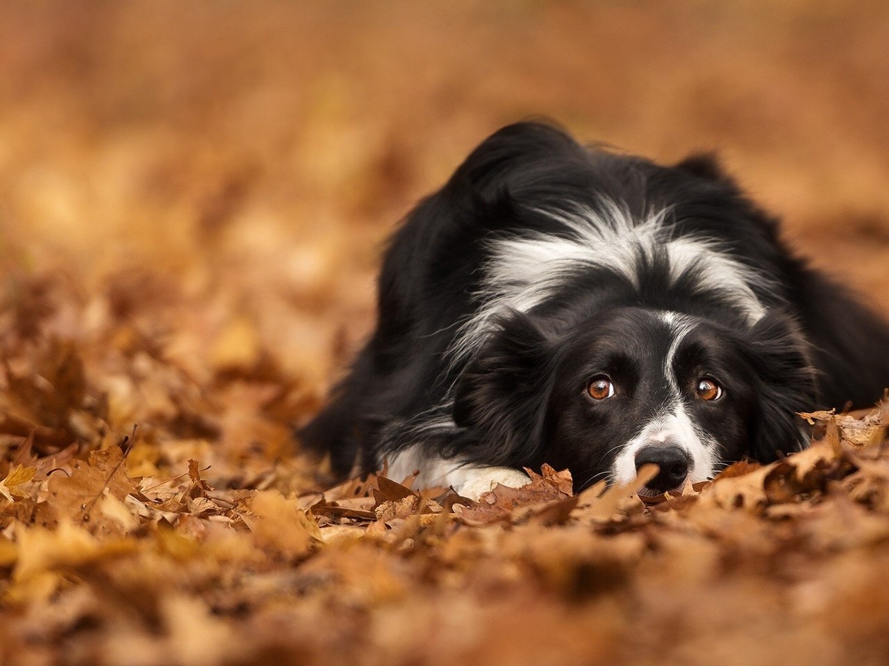 Обои глаза, листья, взгляд, осень, собака, лежит, бордер-колли, eyes, leaves, look, autumn, dog, lies, the border collie разрешение 1920x1080 Загрузить