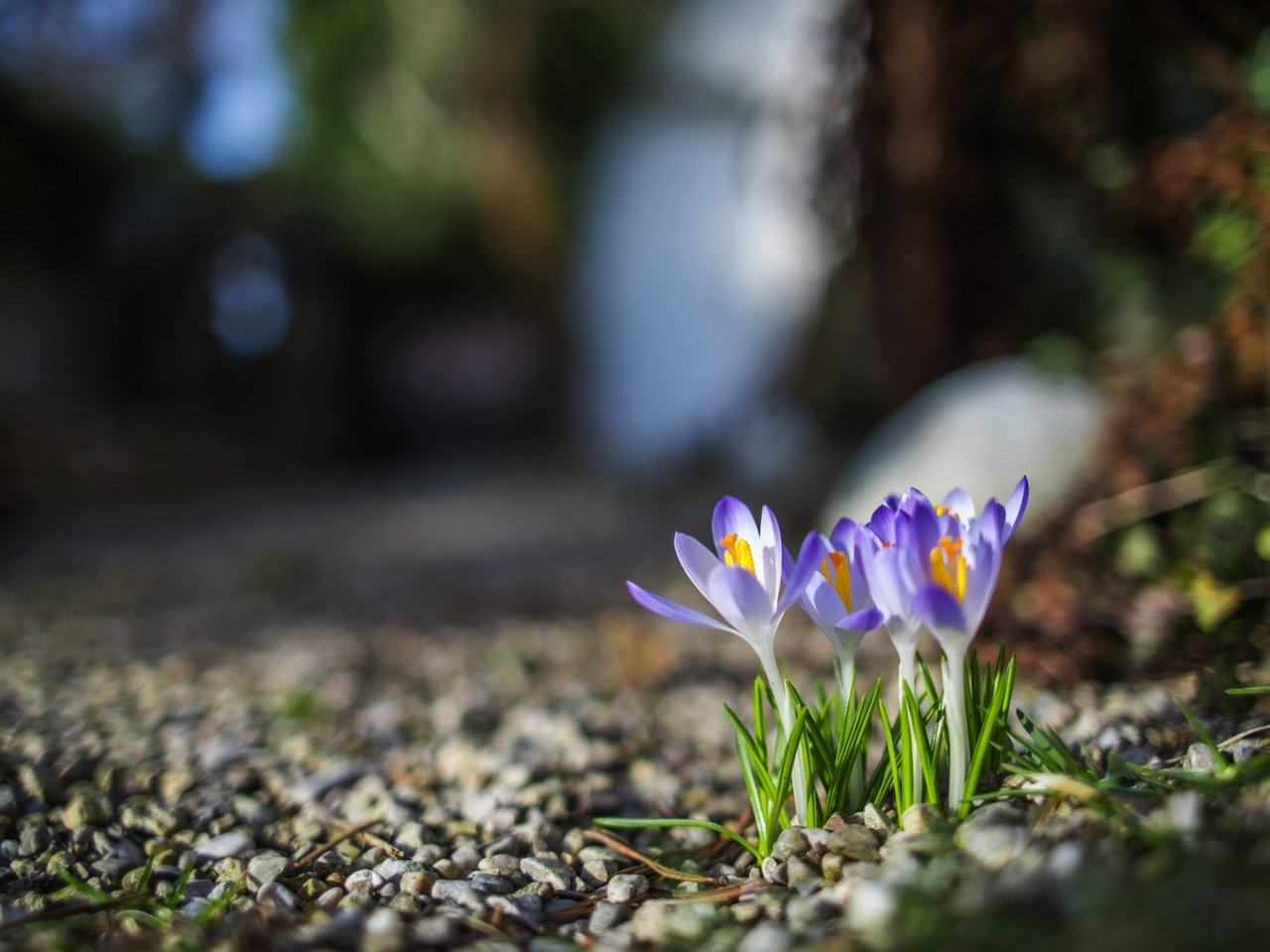 Обои цветы, камни, бутоны, лепестки, размытость, весна, крокусы, flowers, stones, buds, petals, blur, spring, crocuses разрешение 2880x1800 Загрузить