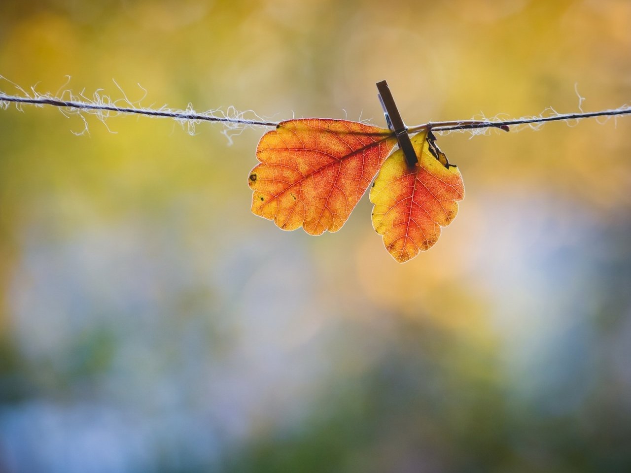 Обои листья, макро, осень, веревка, прищепка, осенние листья, leaves, macro, autumn, rope, clothespin, autumn leaves разрешение 1920x1200 Загрузить