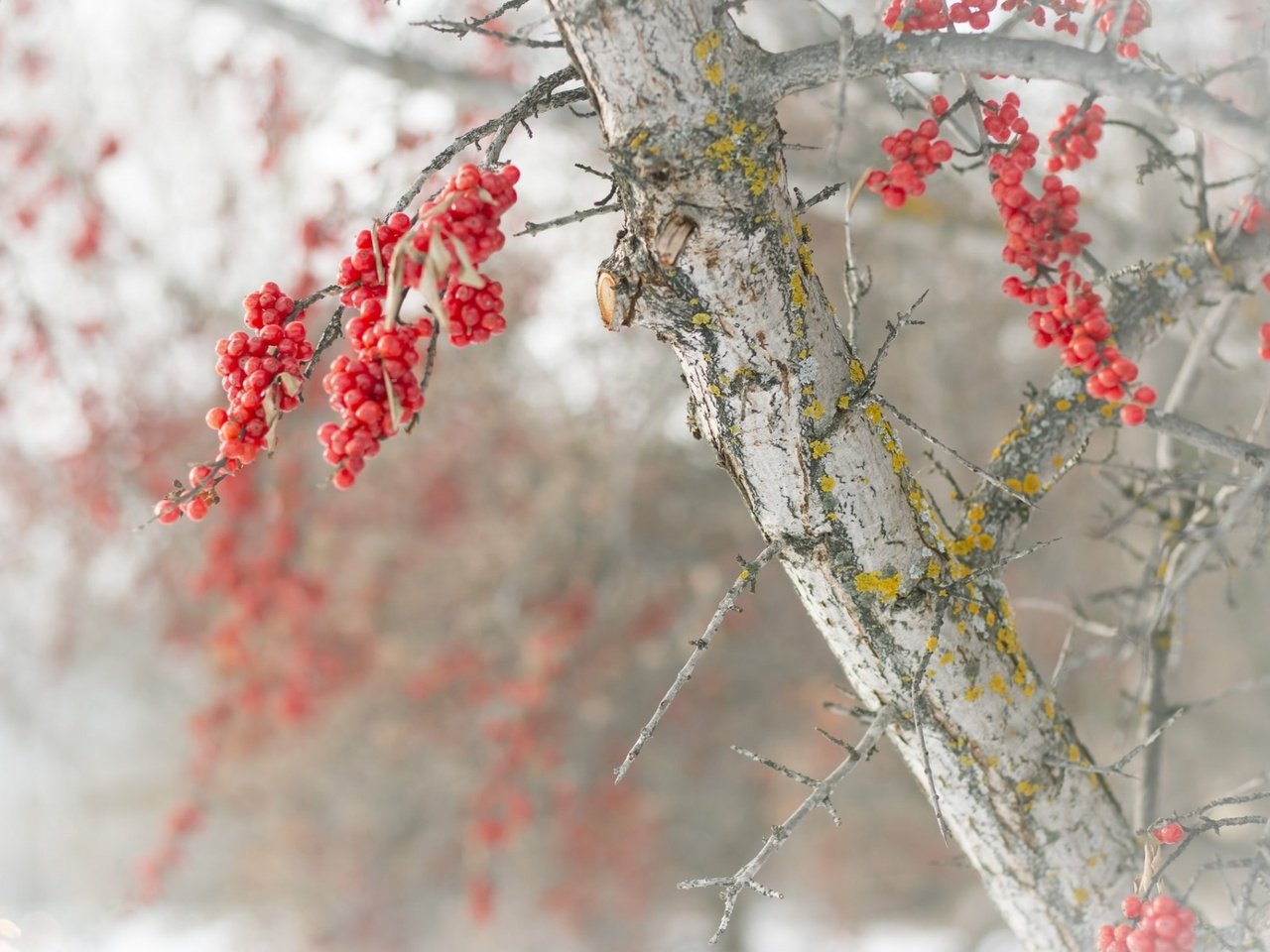 Обои природа, дерево, зима, ветки, размытость, ягоды, nature, tree, winter, branches, blur, berries разрешение 1920x1200 Загрузить