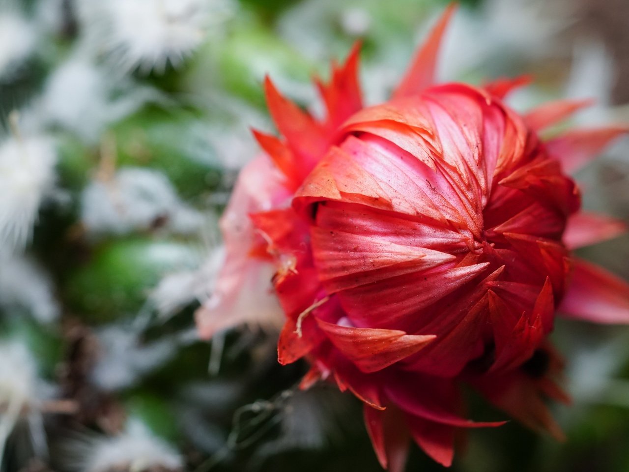 Обои цветок, лепестки, кактус, крупным планом, flower, petals, cactus, closeup разрешение 4000x2667 Загрузить