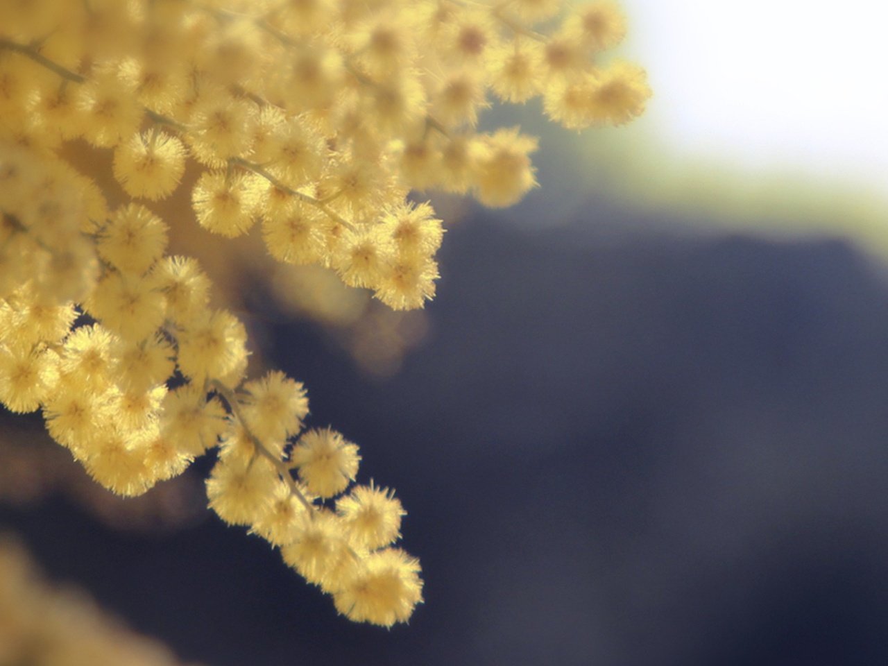 Обои цветы, весна, желтые, акация, мимоза, акация серебристая, flowers, spring, yellow, acacia, mimosa, acacia silver разрешение 1920x1080 Загрузить