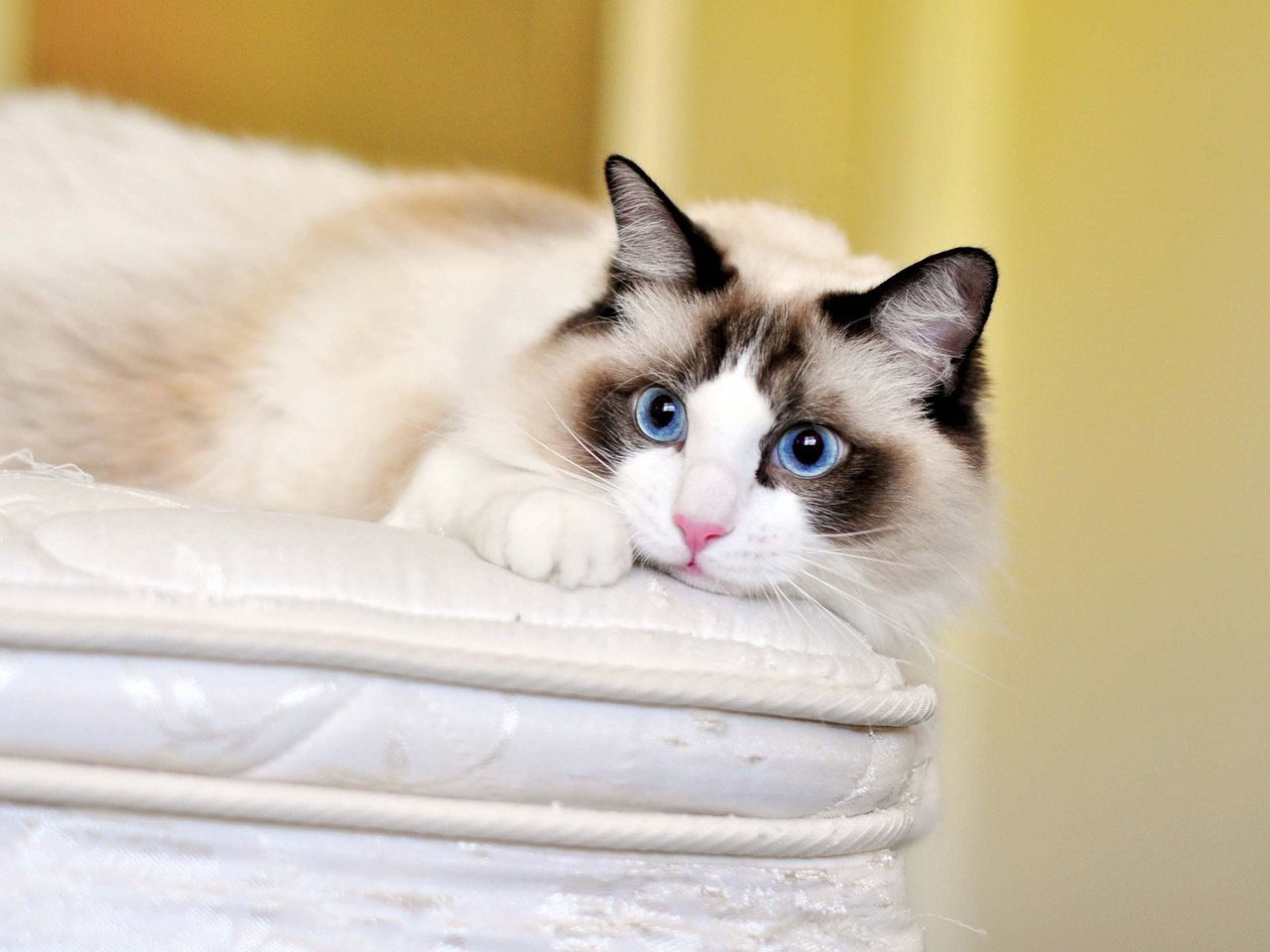 Обои кот, кошка, взгляд, голубые глаза, рэгдолл, cat, look, blue eyes, ragdoll разрешение 1920x1200 Загрузить