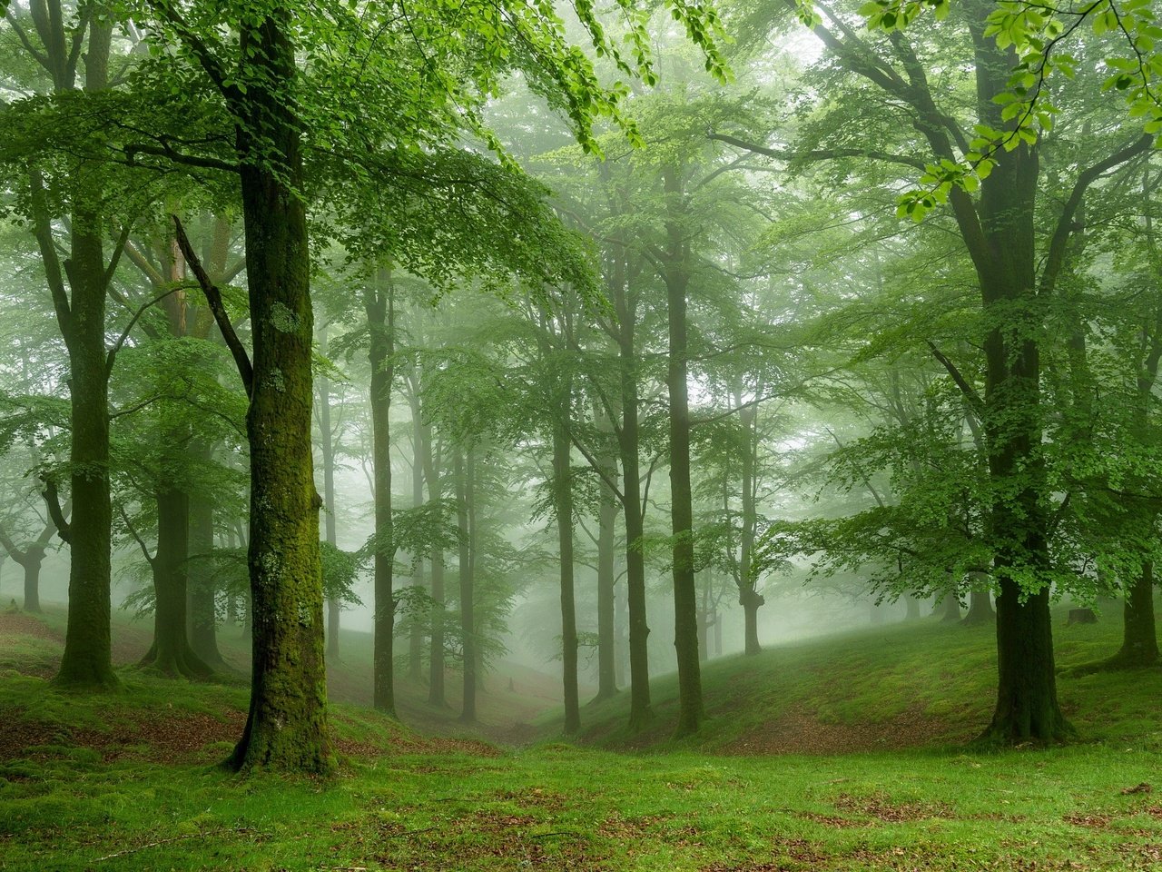 Обои деревья, природа, лес, туман, trees, nature, forest, fog разрешение 2048x1365 Загрузить