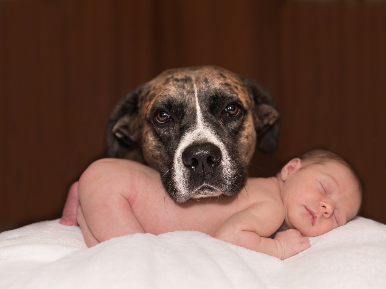 Обои собака, любовь, ребенок, младенец, домашнее животное, dog, love, child, baby, pet разрешение 5760x3840 Загрузить