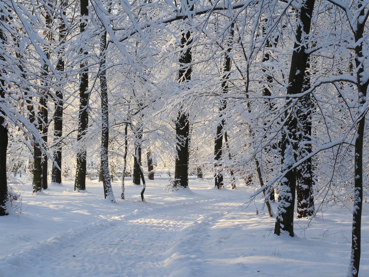 Обои деревья, снег, зима, парк, дорожка, ветки, иней, trees, snow, winter, park, track, branches, frost разрешение 2880x1800 Загрузить