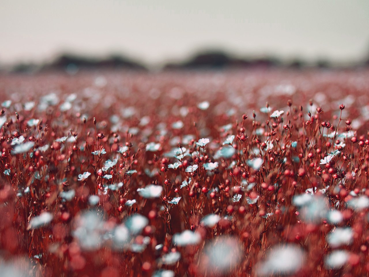 Обои цветы, поле, луг, полевые цветы, flowers, field, meadow, wildflowers разрешение 2048x2048 Загрузить