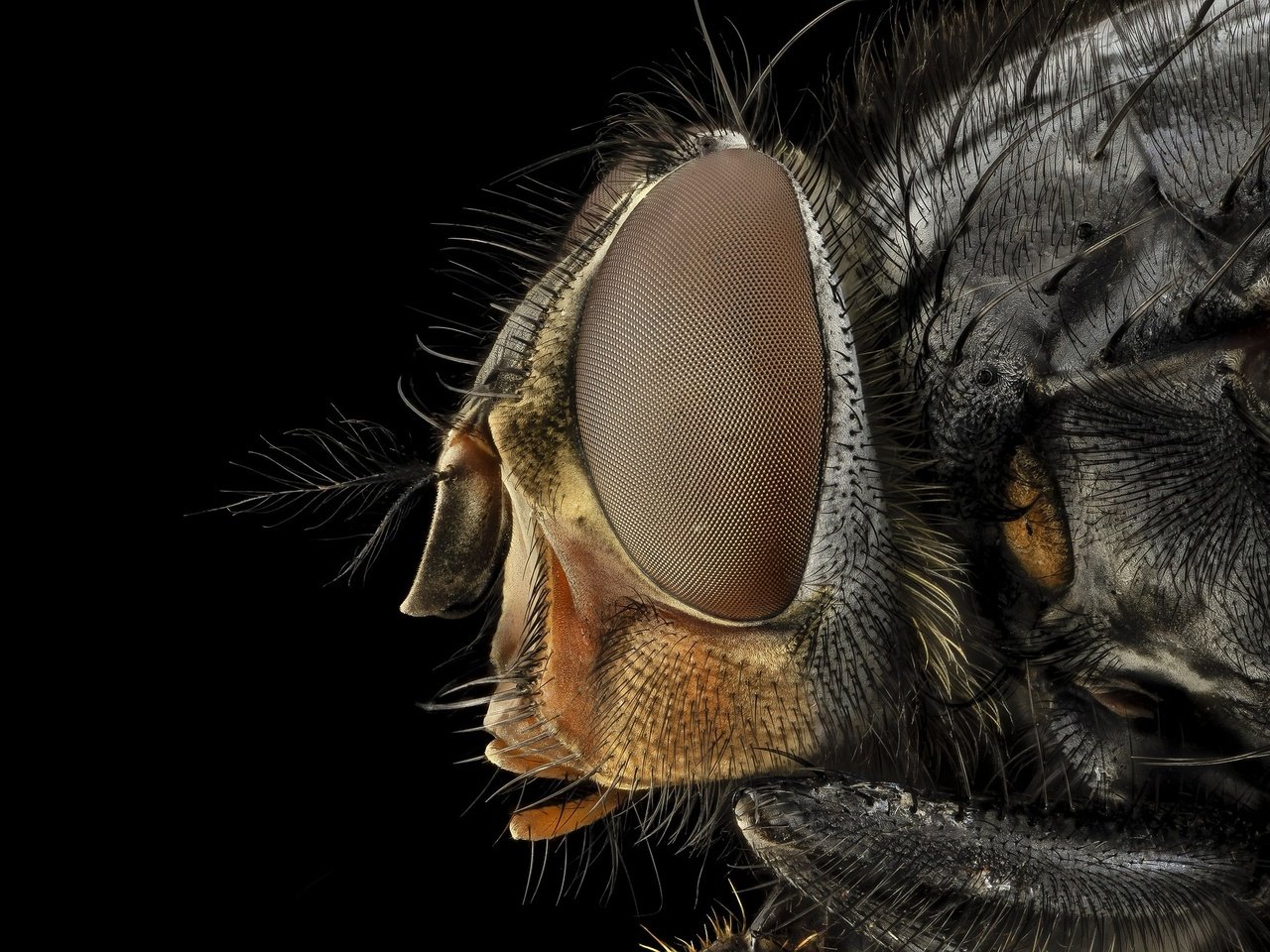 Обои глаза, макро, насекомое, черный фон, муха, крупным планом, eyes, macro, insect, black background, fly, closeup разрешение 1920x1280 Загрузить