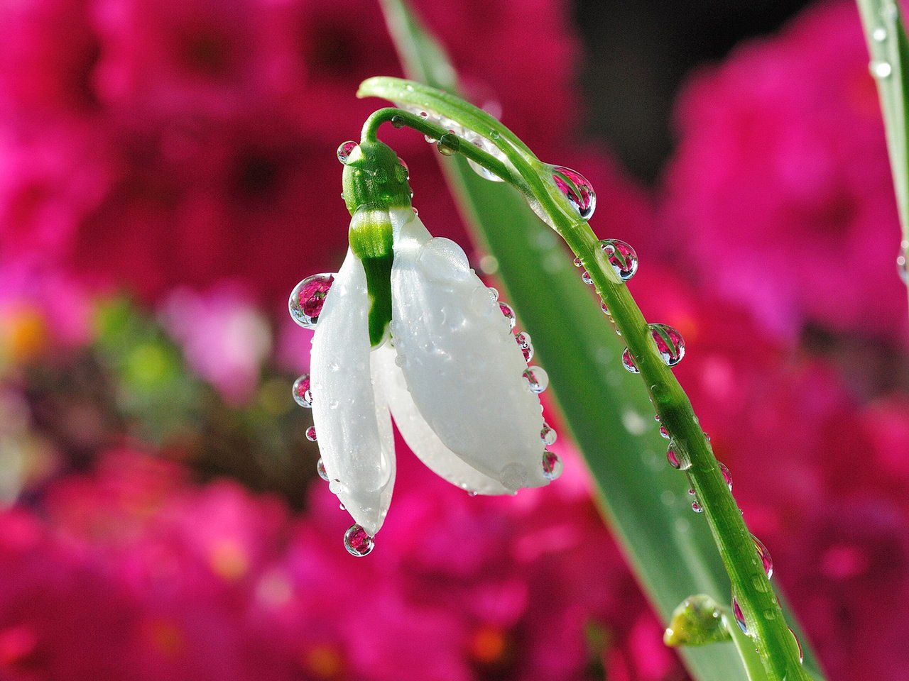 Обои цветок, капли, размытость, весна, подснежник, капельки росы, flower, drops, blur, spring, snowdrop, drops of dew разрешение 1920x1200 Загрузить