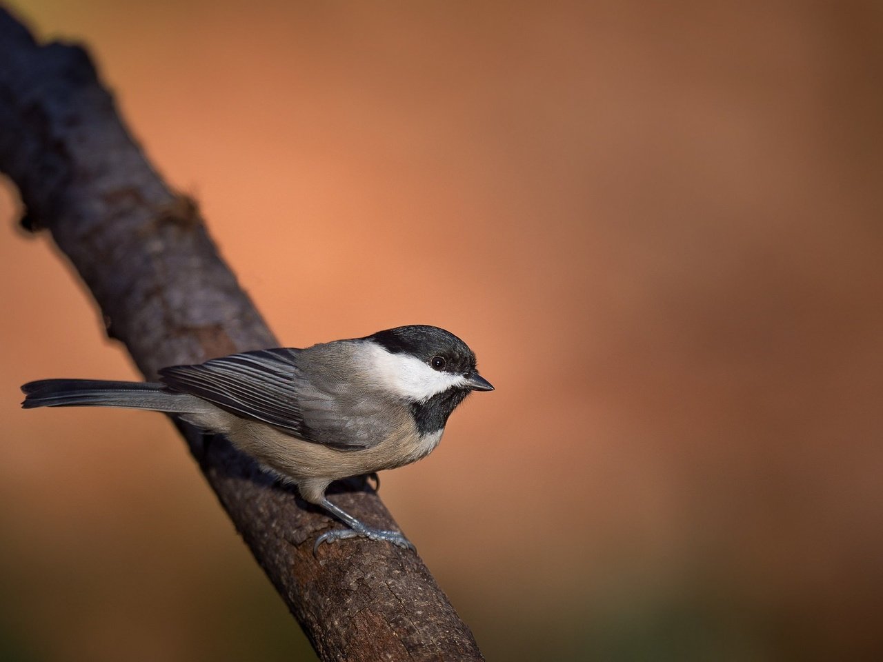 Обои ветка, птица, клюв, перья, синица, branch, bird, beak, feathers, tit разрешение 2048x1363 Загрузить