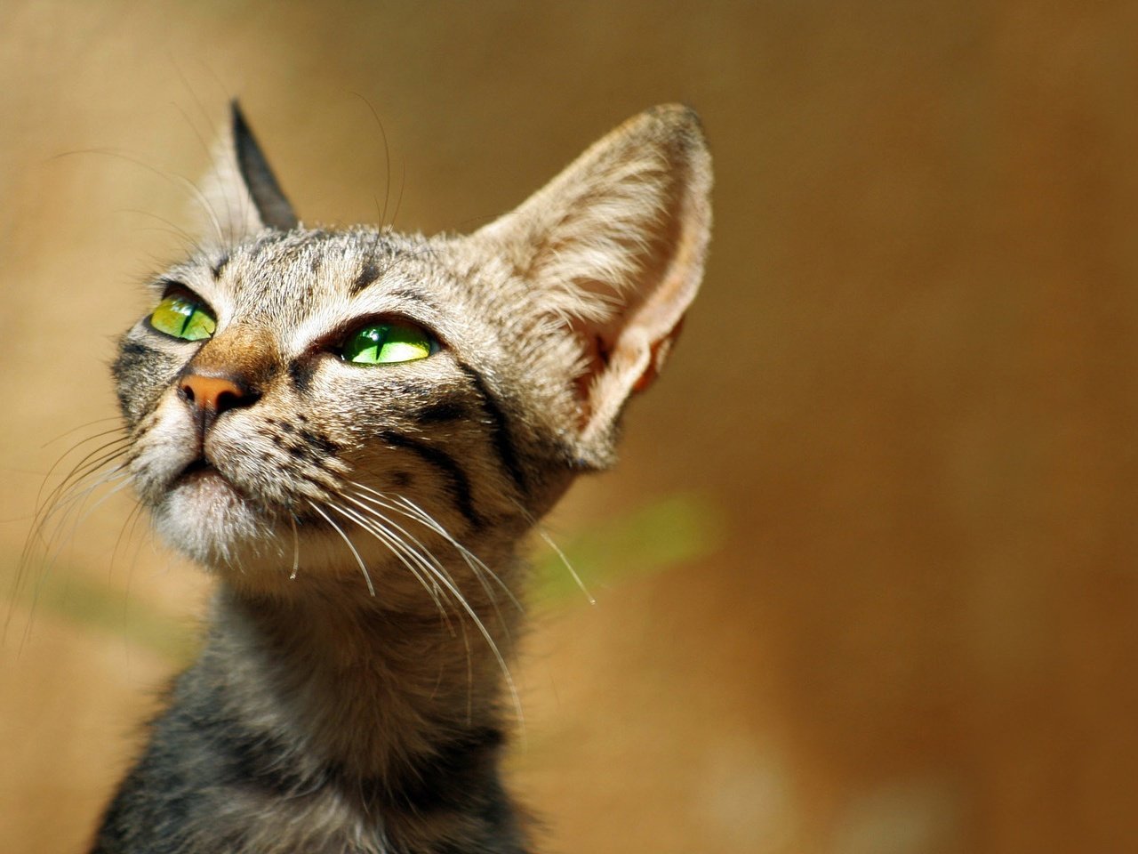 Обои кот, мордочка, усы, кошка, взгляд, ушки, зеленые глаза, cat, muzzle, mustache, look, ears, green eyes разрешение 1920x1200 Загрузить