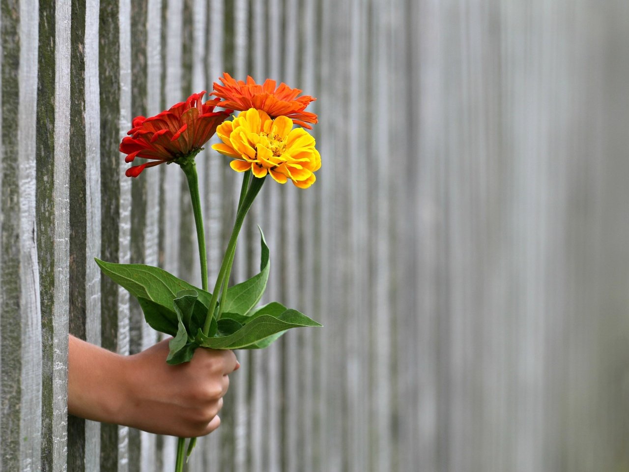 Обои цветы, рука, забор, букет, цинния, цин, flowers, hand, the fence, bouquet, zinnia разрешение 3219x2374 Загрузить