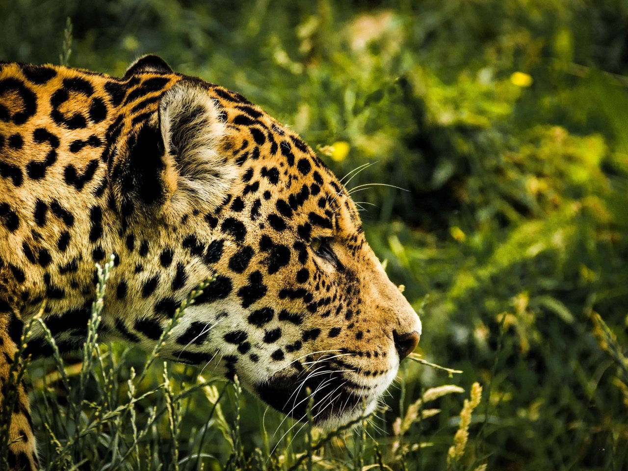 Обои трава, леопард, хищник, профиль, ягуар, голова, grass, leopard, predator, profile, jaguar, head разрешение 5325x3550 Загрузить